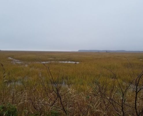 Cape May New Jersey Coastal Marshes